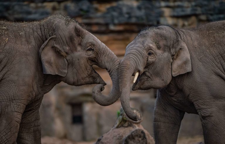Elephants at Chester Zoo